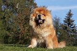 CHOW CHOW 420